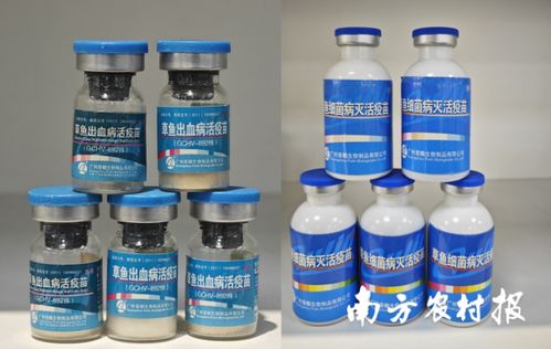 從解決 吃魚(yú)難 到助力 養(yǎng)好魚(yú) ,推動(dòng)中國(guó)漁業(yè)可持續(xù)發(fā)展丨記珠江所創(chuàng)立70年